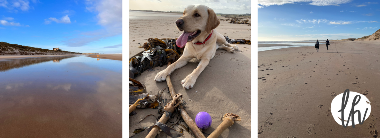 Dog friendly beaches, Northumberland
