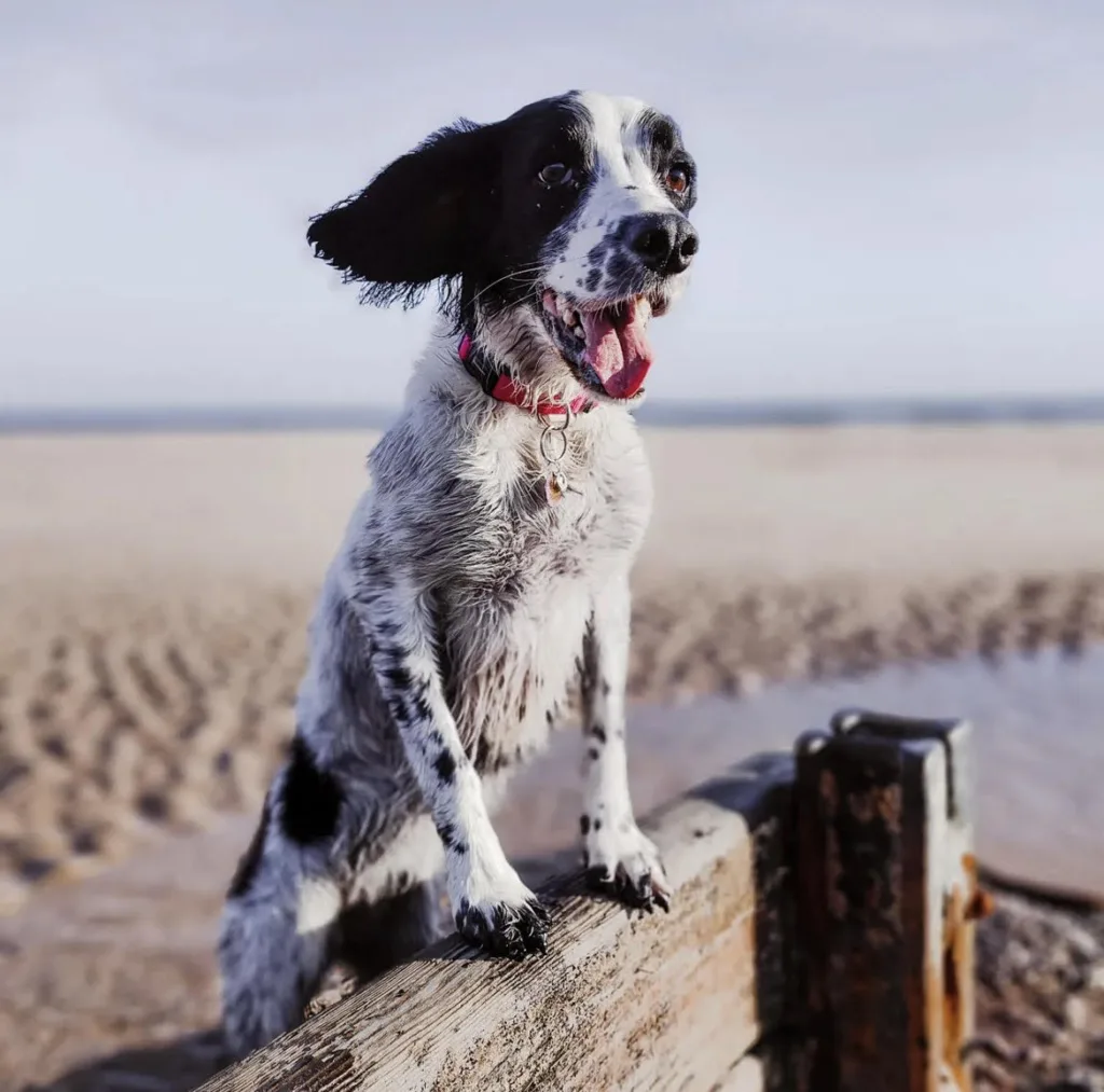 Dog friendly cottages, Northumberland