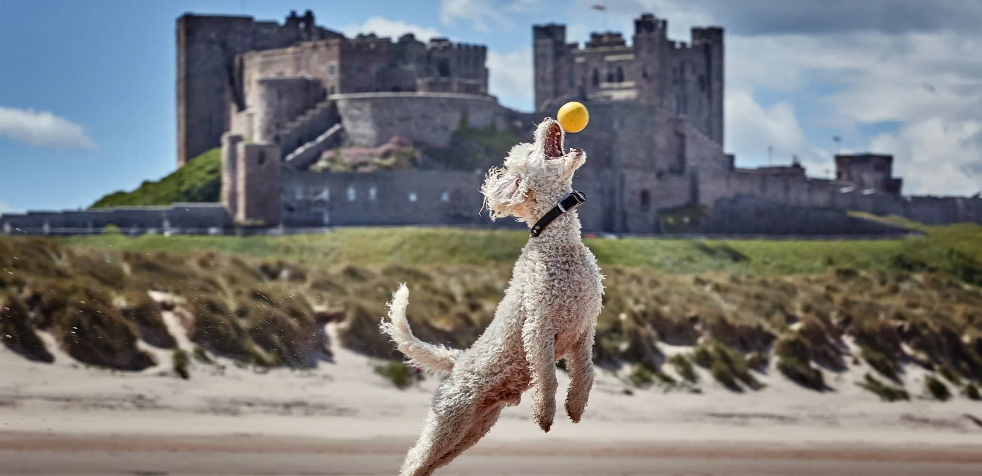 Dog friendly cottages in Northumberland