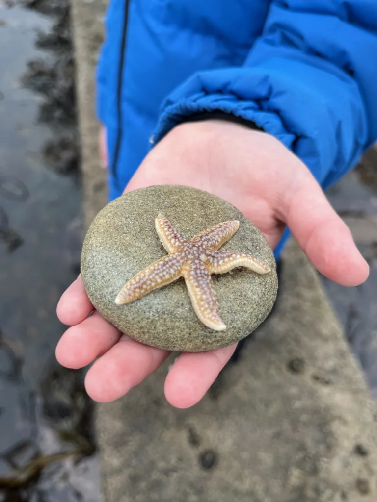 A starfish on a stone, from a beach at Seahouses, Northumberland.